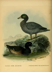 Illustration du Scaup de Nouvelle-Zélande et du Canard bleu